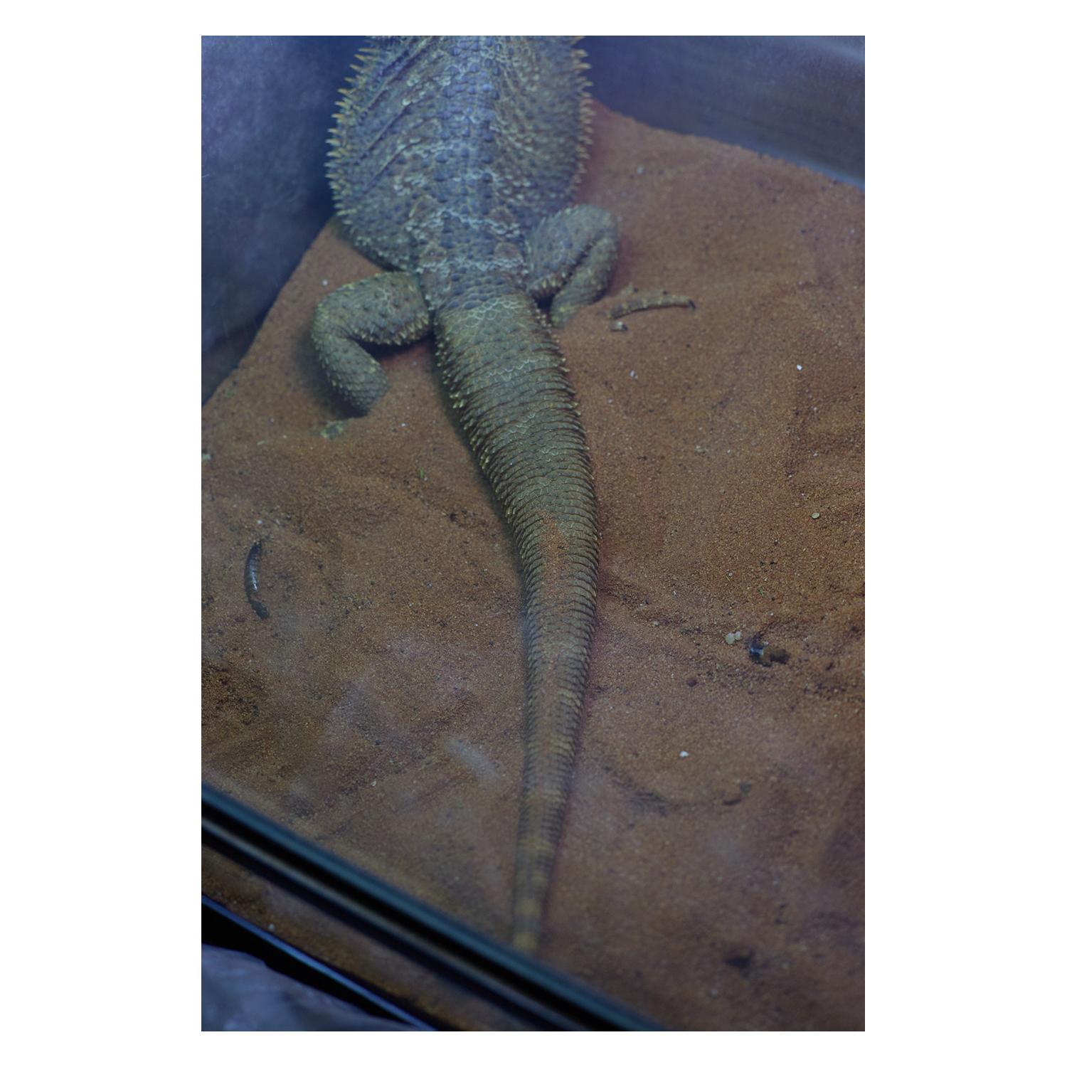 agama