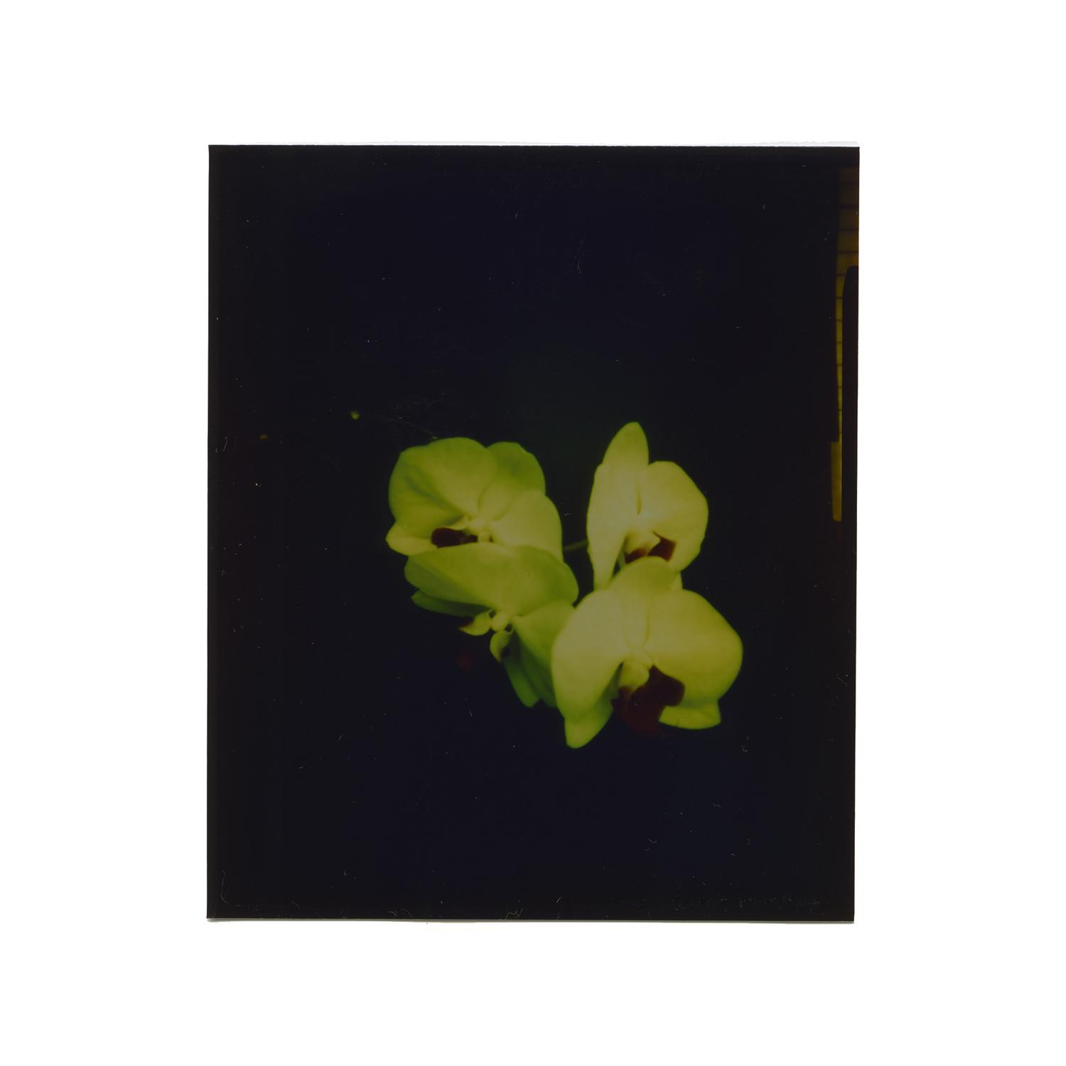 orchidea