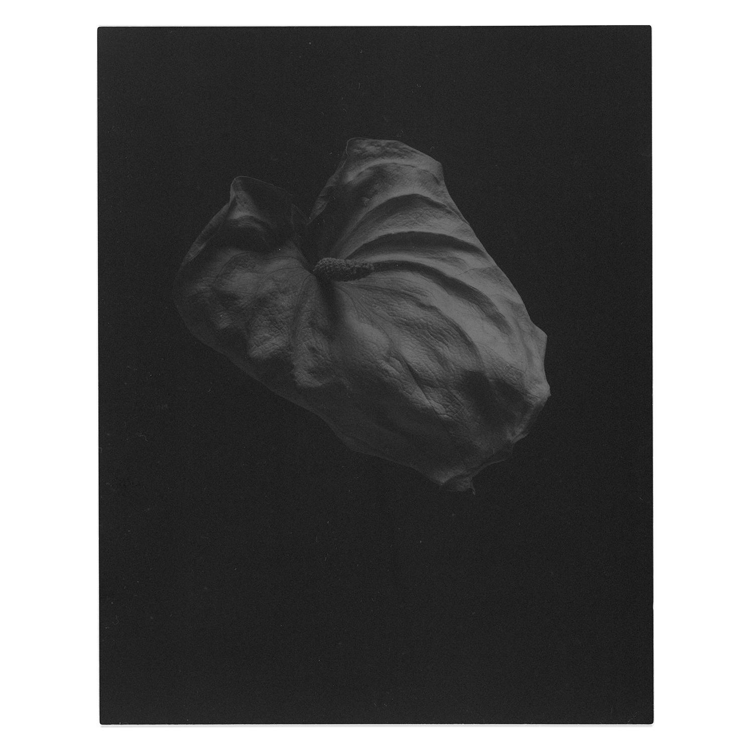 anthurium