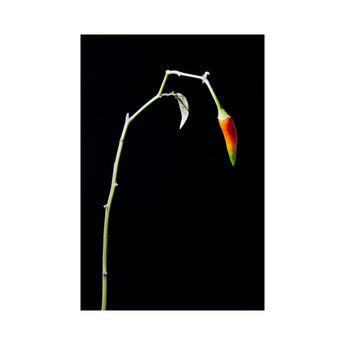 chilli