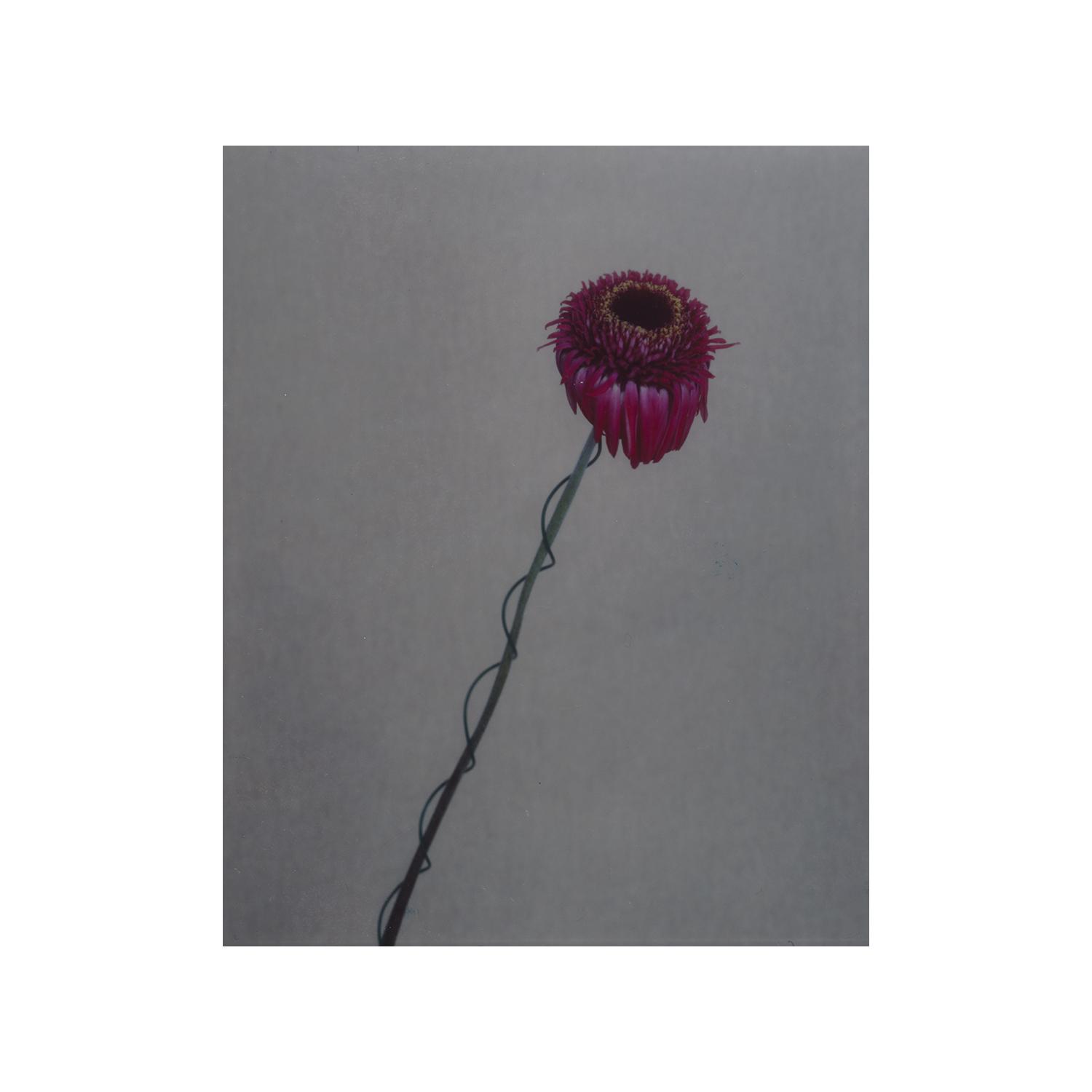 gerbera